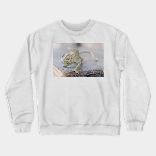 Chameleon close-up Crewneck Sweatshirt by Melissa Peltenburg Travel Photography